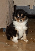 CHIOT