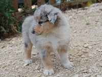 CHIOT bleu