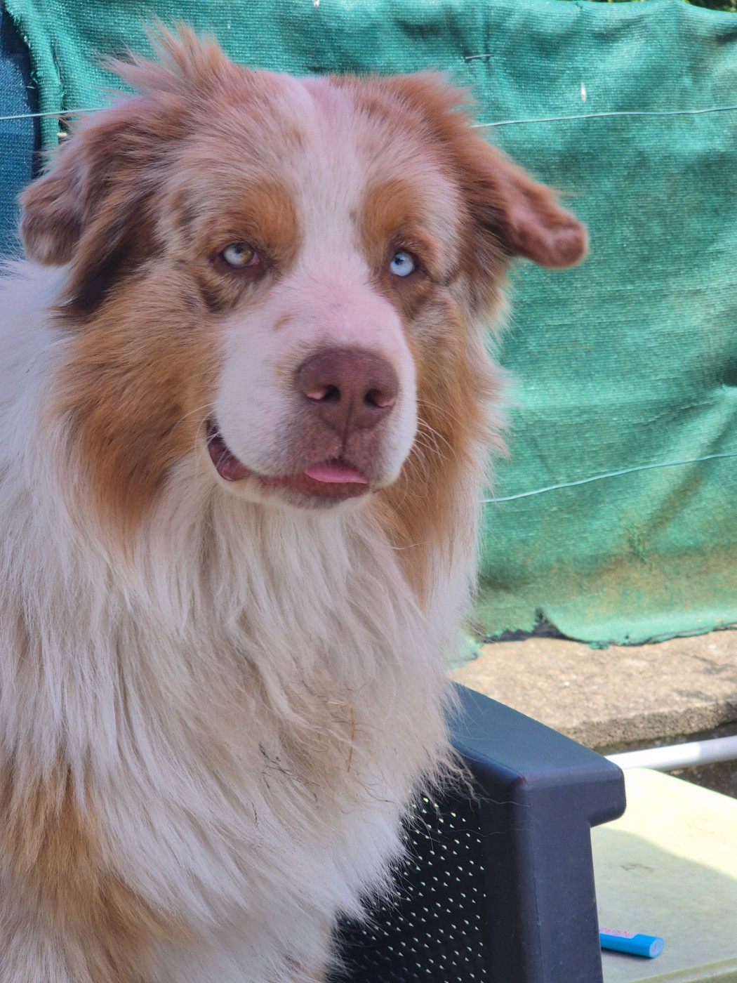 Vecchio Mio Du Domaine De Malokyty Hateya