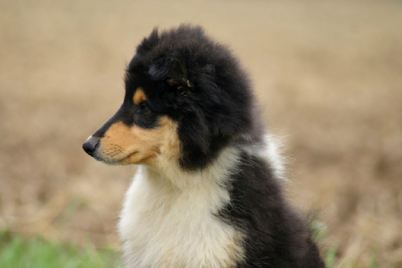 des plaines d'Alexoanne - Colley à poil long - Portée née le 09/06/2016