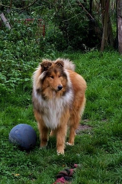 des plaines d'Alexoanne - Colley à poil long - Portée née le 10/04/2015