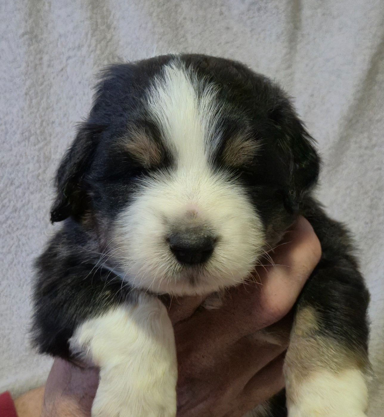 des plaines d'Alexoanne - Chiots disponibles - Berger Australien