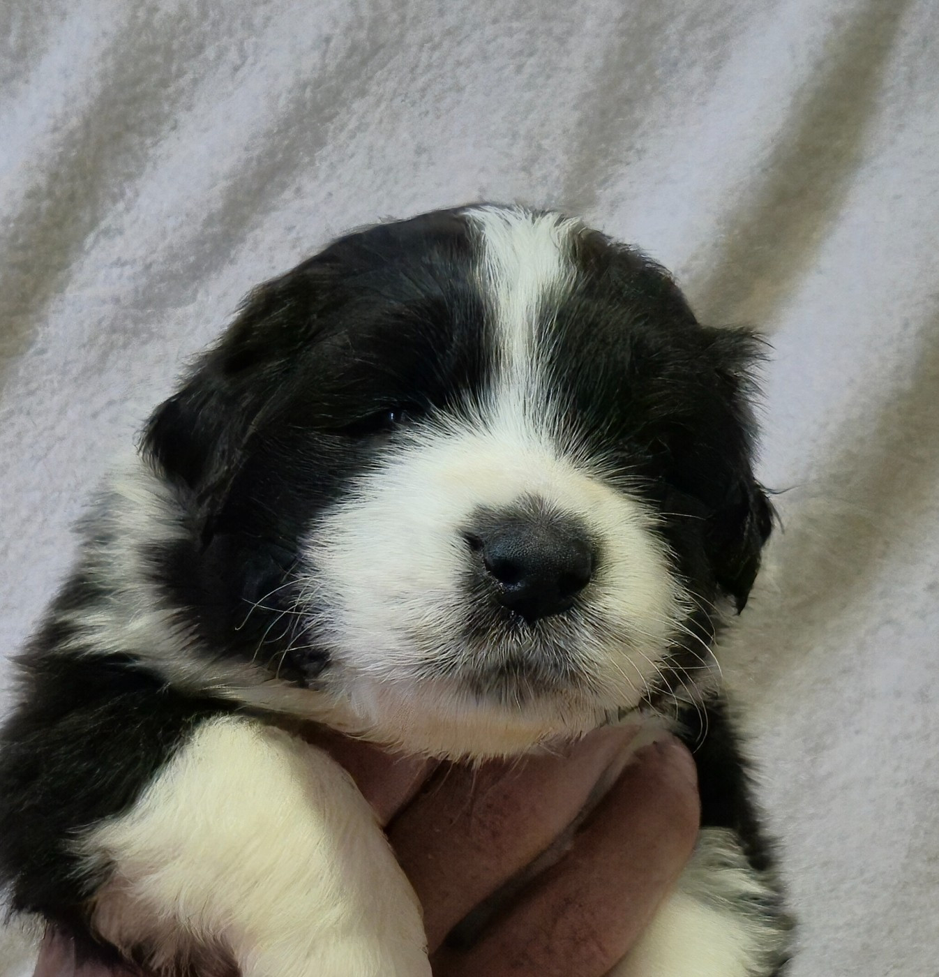 des plaines d'Alexoanne - Chiots disponibles - Berger Australien