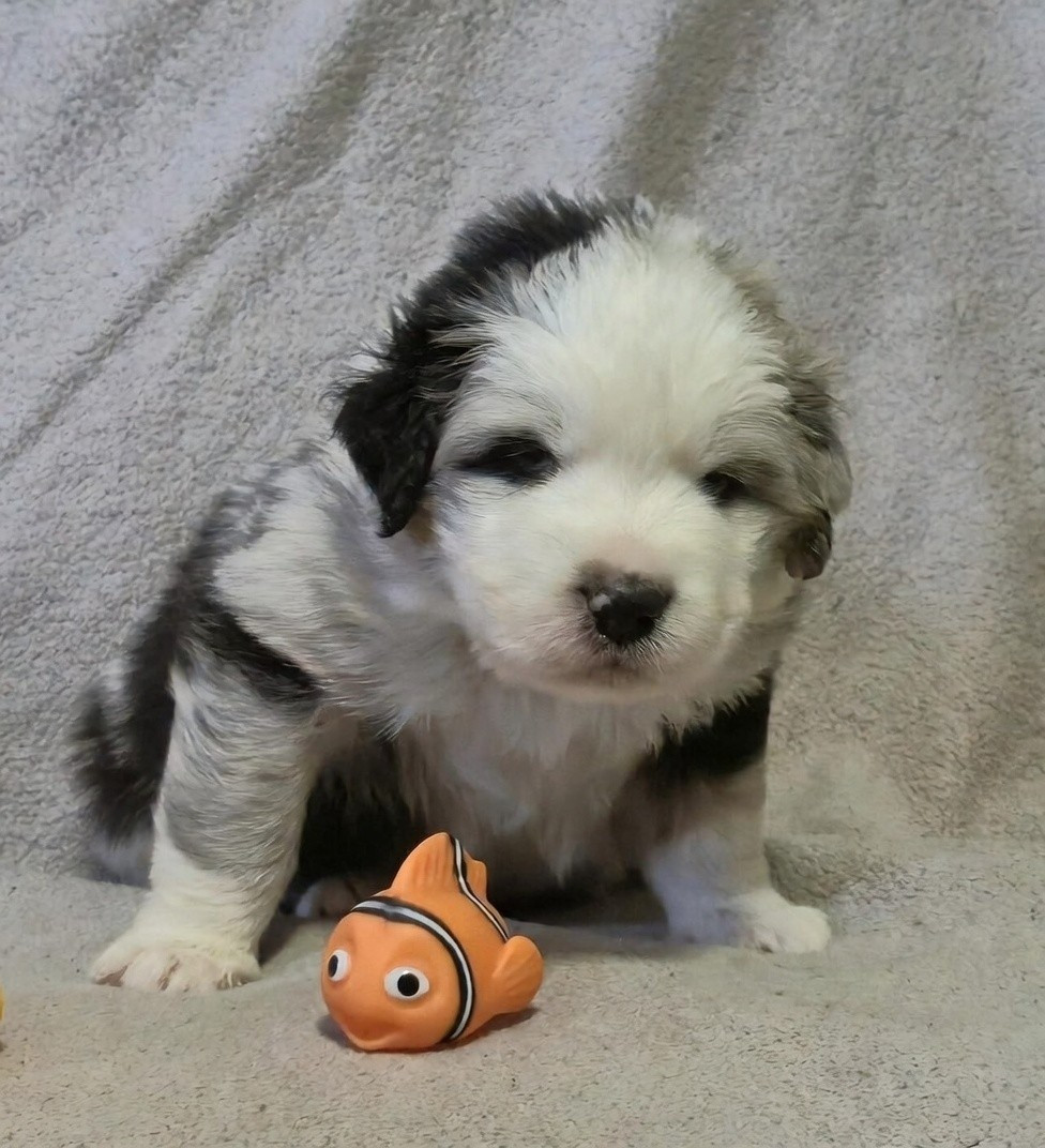 des plaines d'Alexoanne - Chiots disponibles - Berger Australien