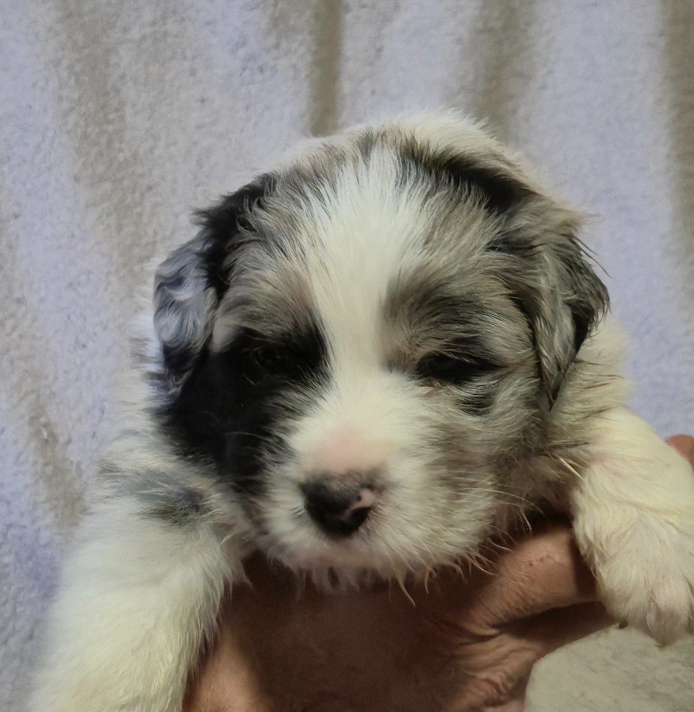 des plaines d'Alexoanne - Chiots disponibles - Berger Australien