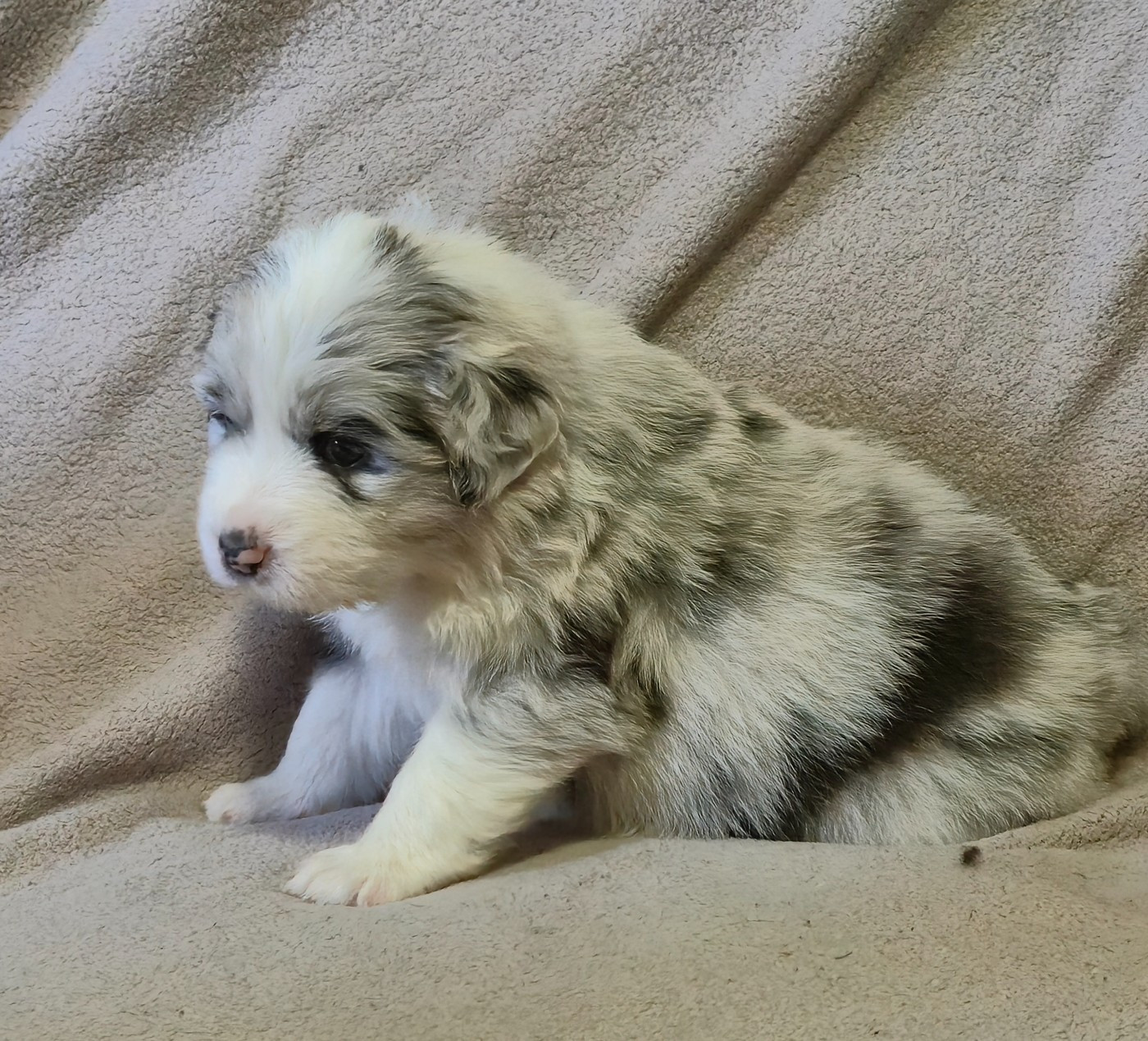 des plaines d'Alexoanne - Chiots disponibles - Berger Australien