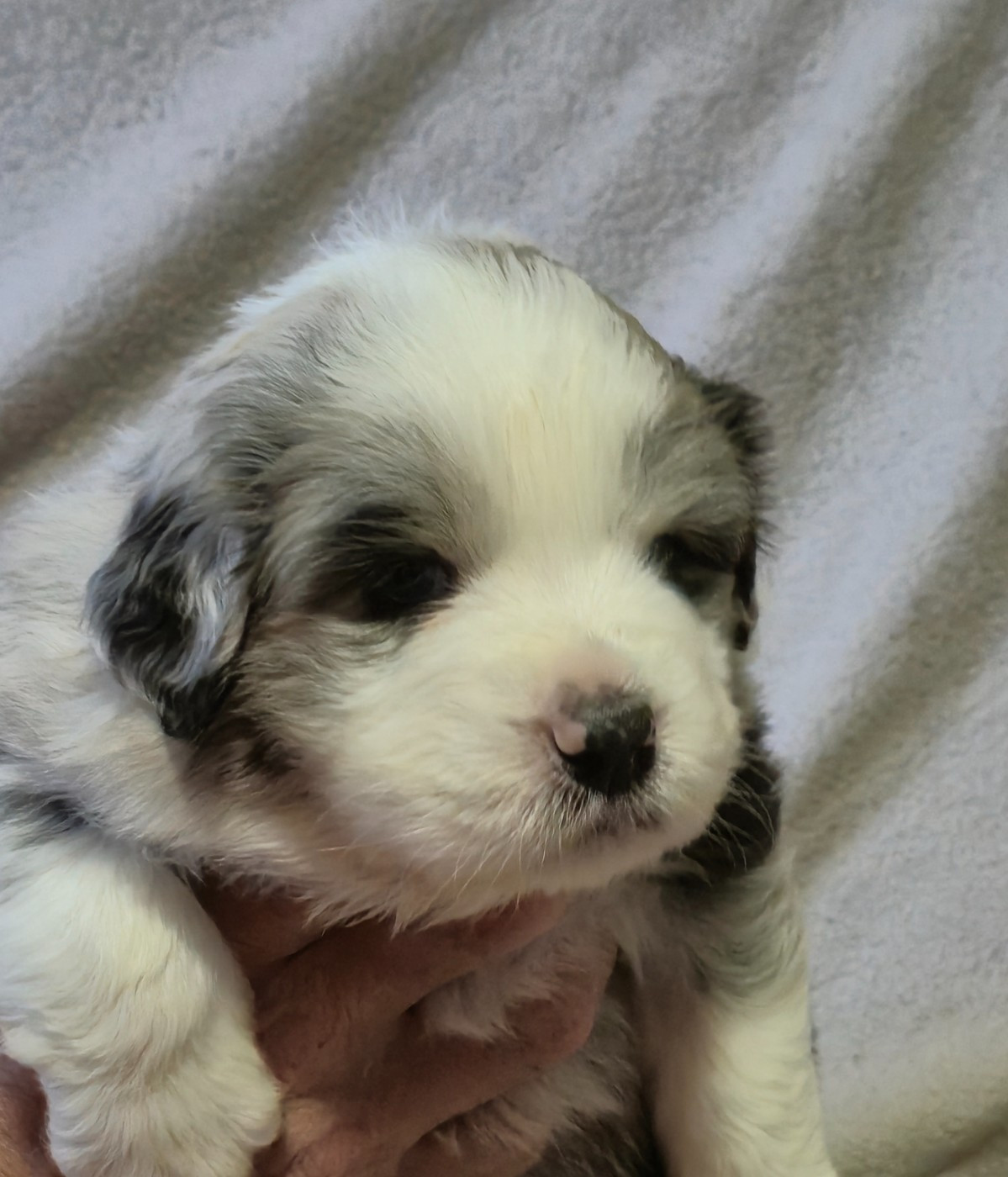 des plaines d'Alexoanne - Chiots disponibles - Berger Australien