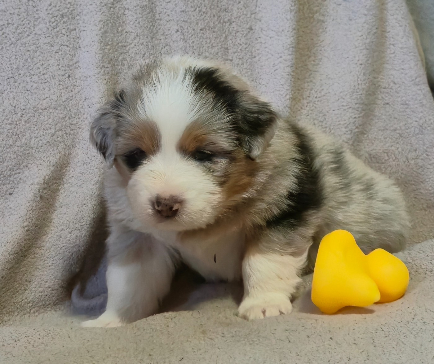 des plaines d'Alexoanne - Chiots disponibles - Berger Australien