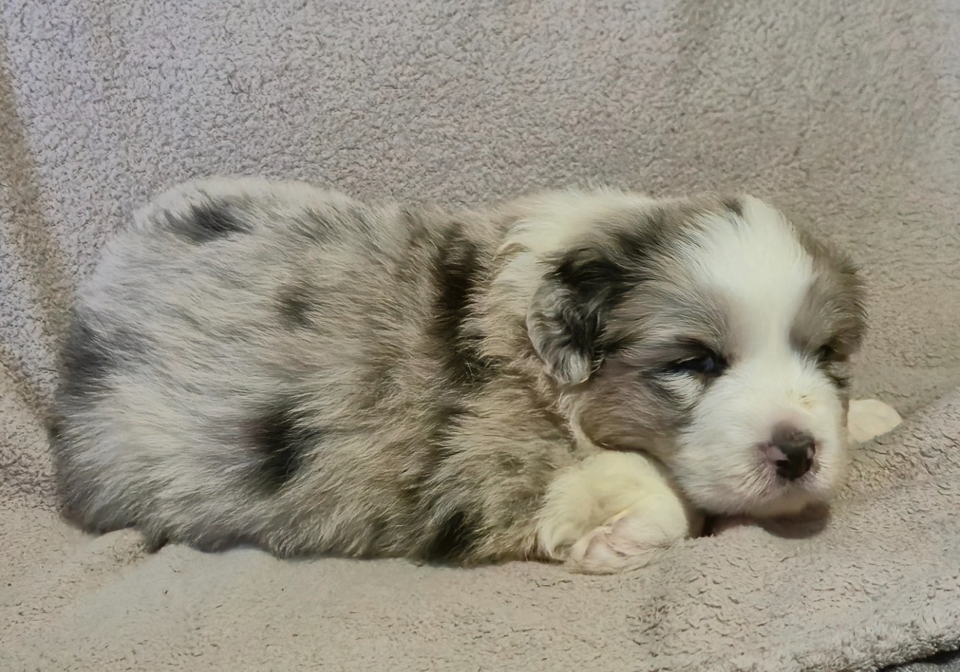 des plaines d'Alexoanne - Chiots disponibles - Berger Australien