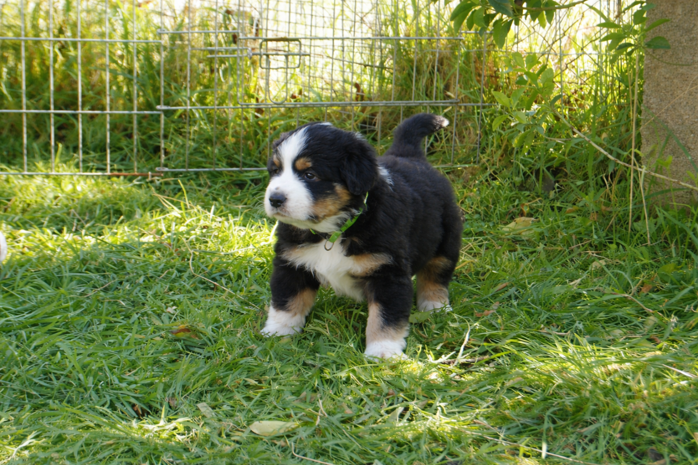 des plaines d'Alexoanne - Chiots disponibles - Berger Australien