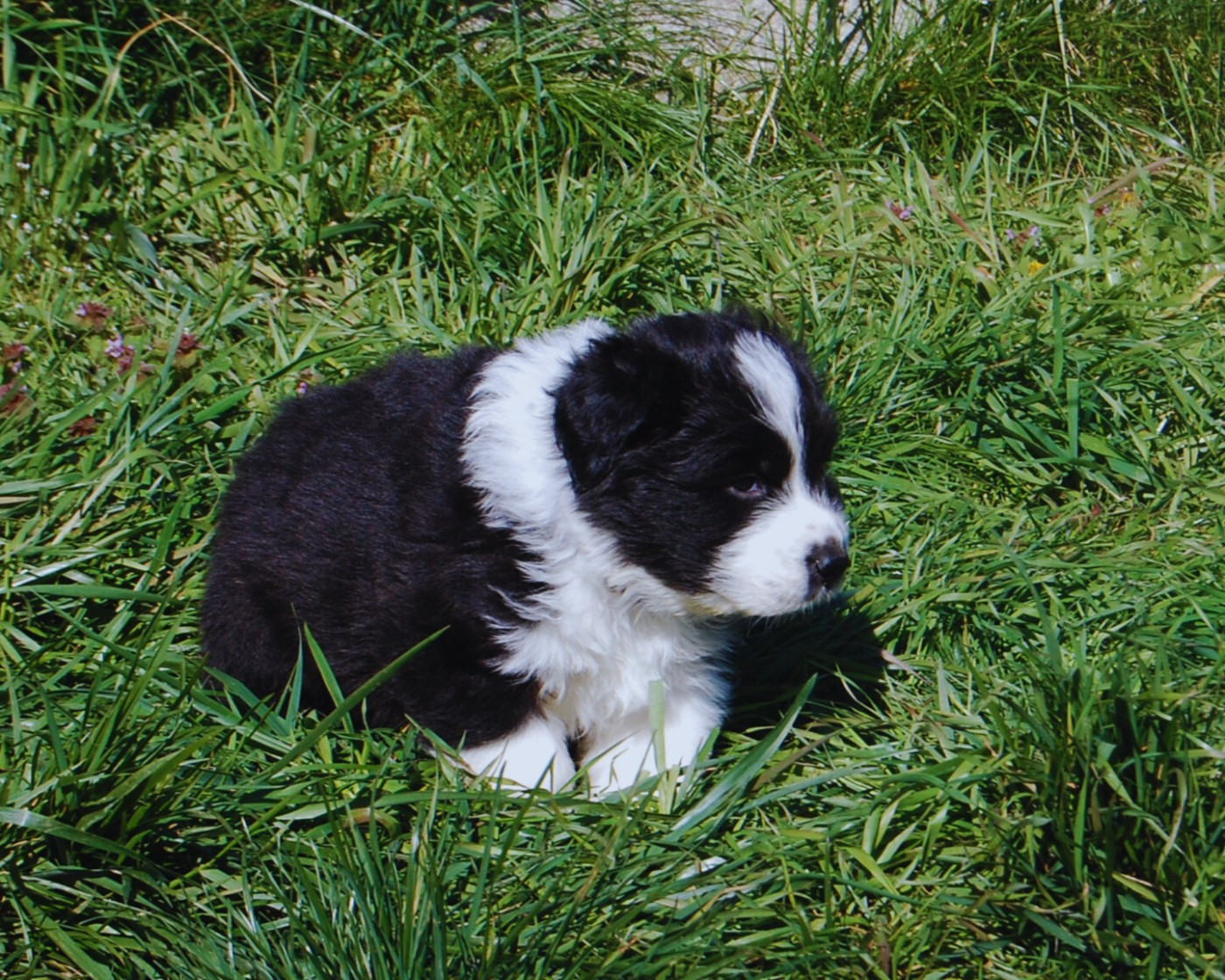 des plaines d'Alexoanne - Chiots disponibles - Berger Australien