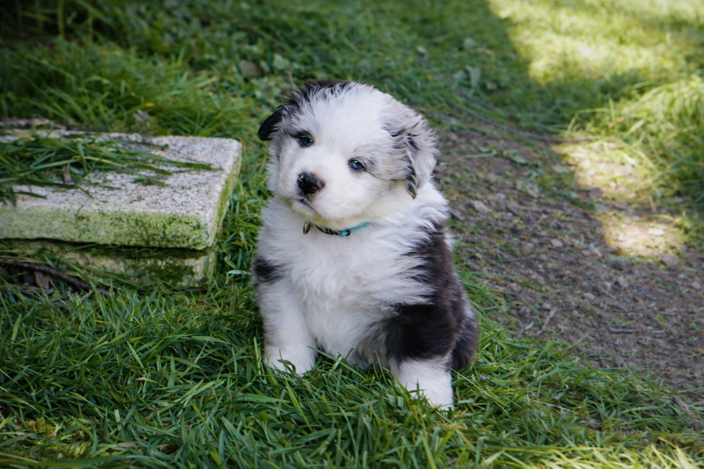 des plaines d'Alexoanne - Chiots disponibles - Berger Australien