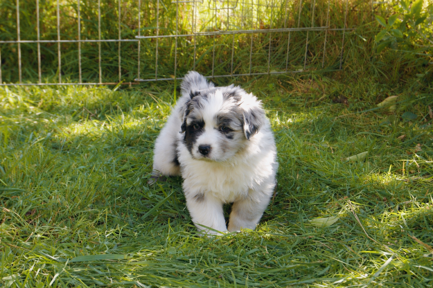 des plaines d'Alexoanne - Chiots disponibles - Berger Australien