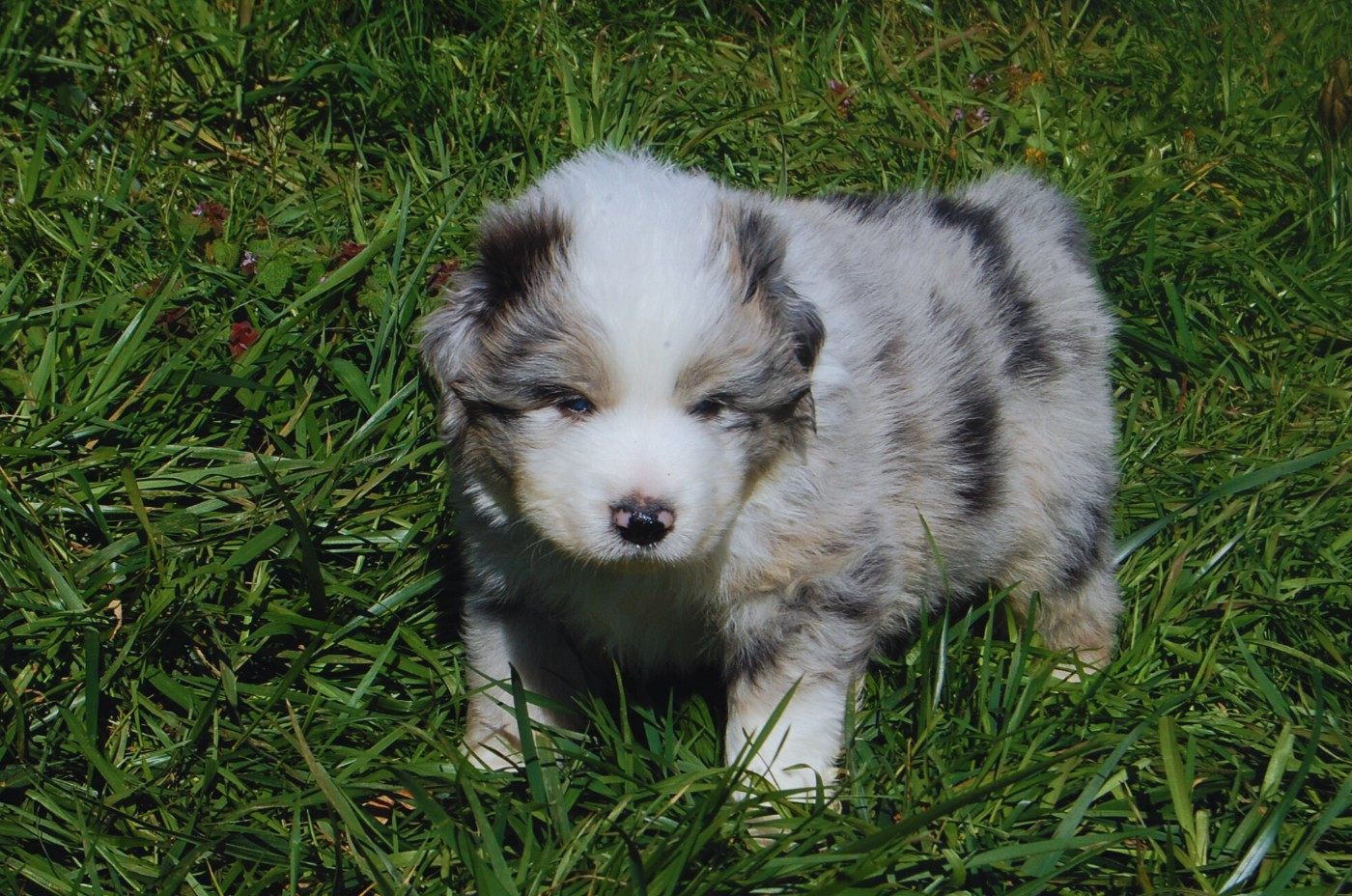 des plaines d'Alexoanne - Chiots disponibles - Berger Australien