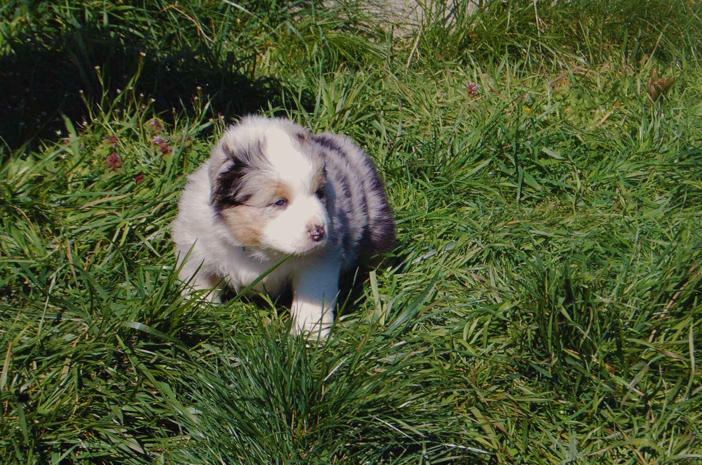 des plaines d'Alexoanne - Chiots disponibles - Berger Australien