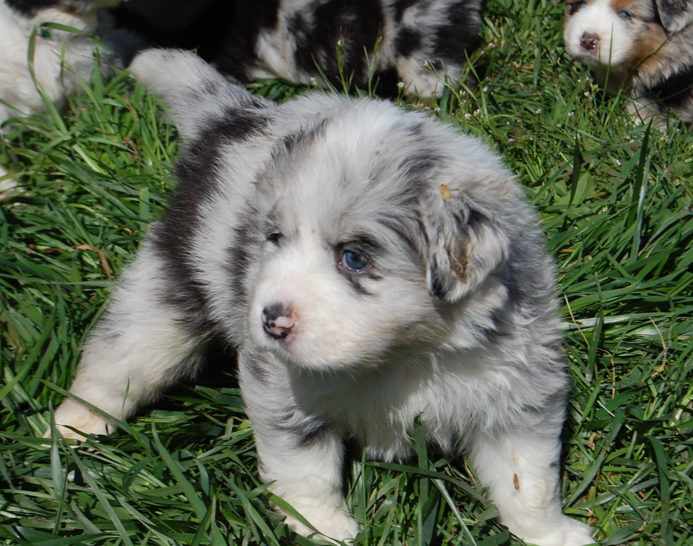 des plaines d'Alexoanne - Chiots disponibles - Berger Australien