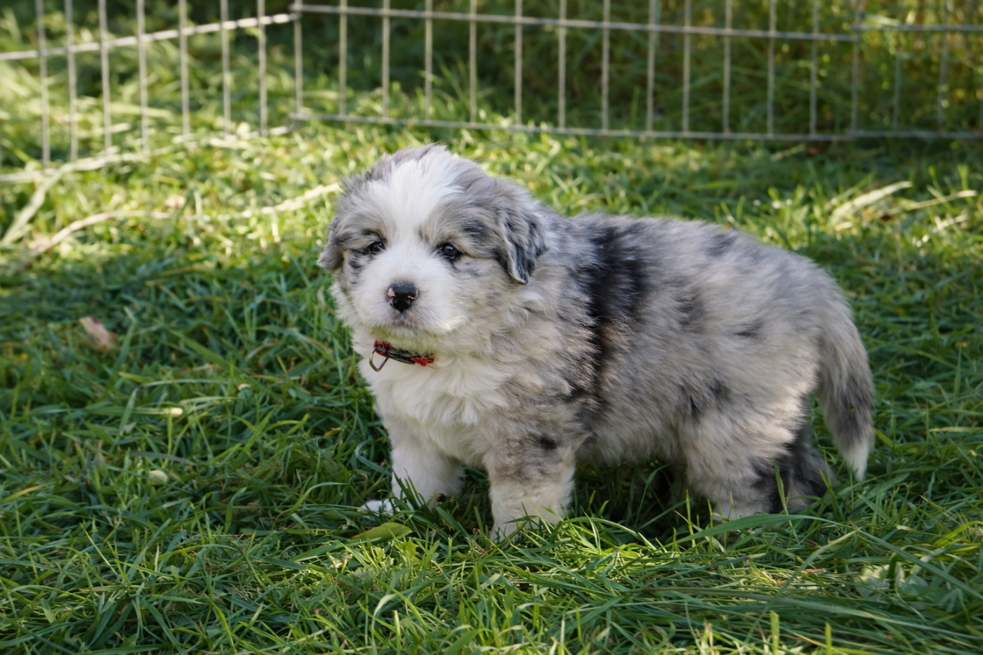 des plaines d'Alexoanne - Chiots disponibles - Berger Australien
