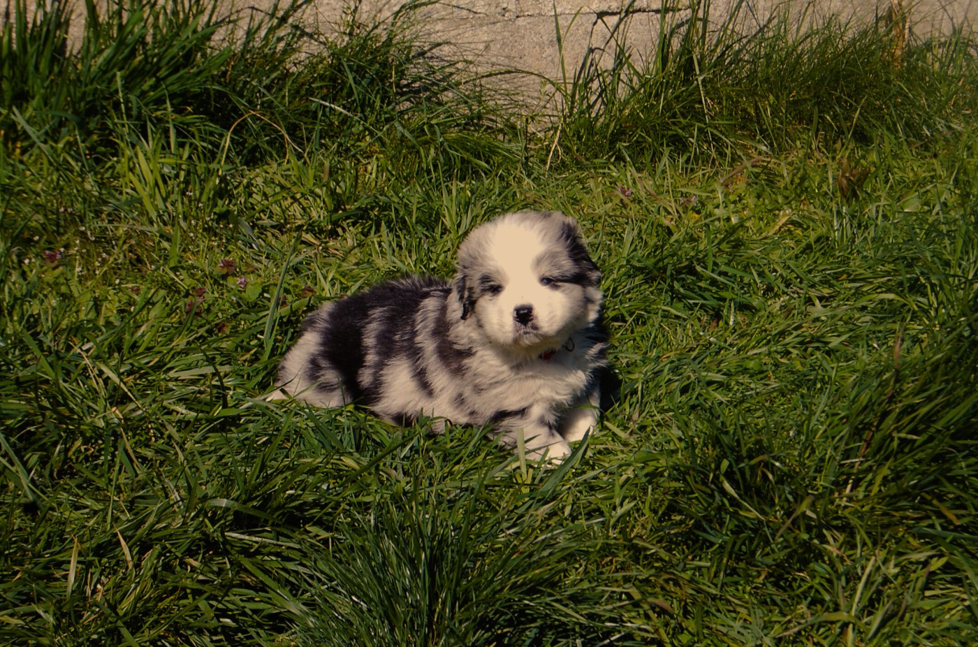 des plaines d'Alexoanne - Chiots disponibles - Berger Australien