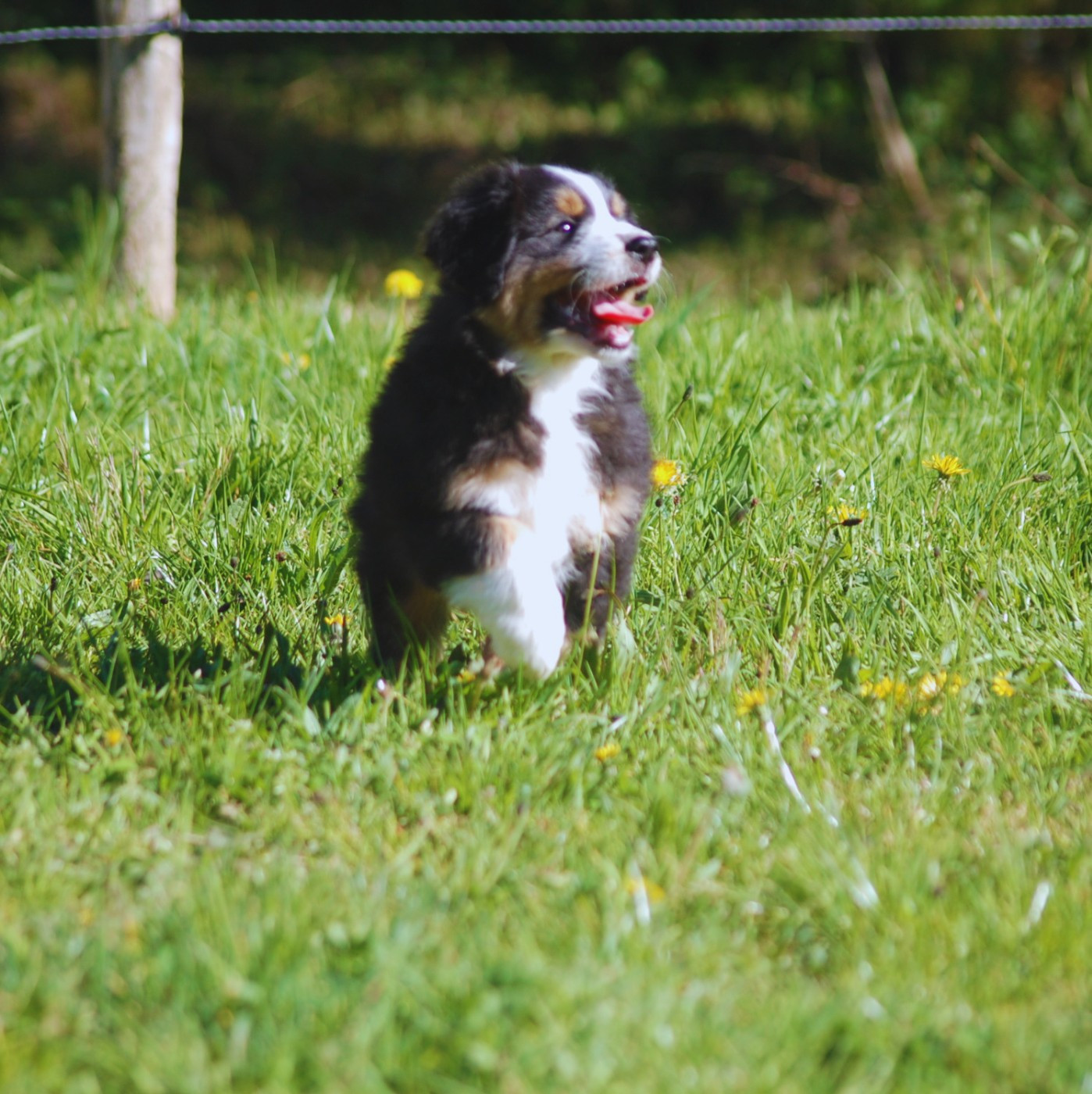 des plaines d'Alexoanne - Chiots disponibles - Berger Australien