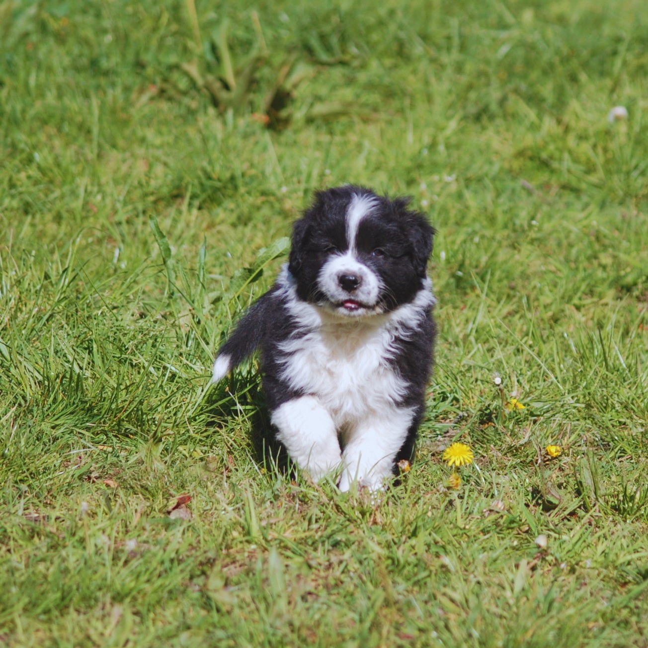 des plaines d'Alexoanne - Chiots disponibles - Berger Australien