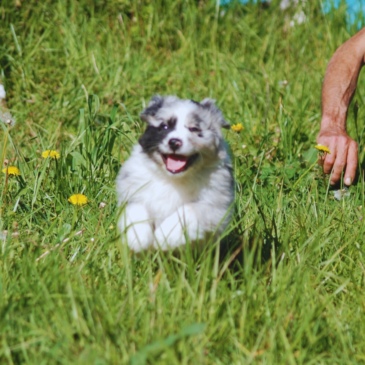 des plaines d'Alexoanne - Chiots disponibles - Berger Australien