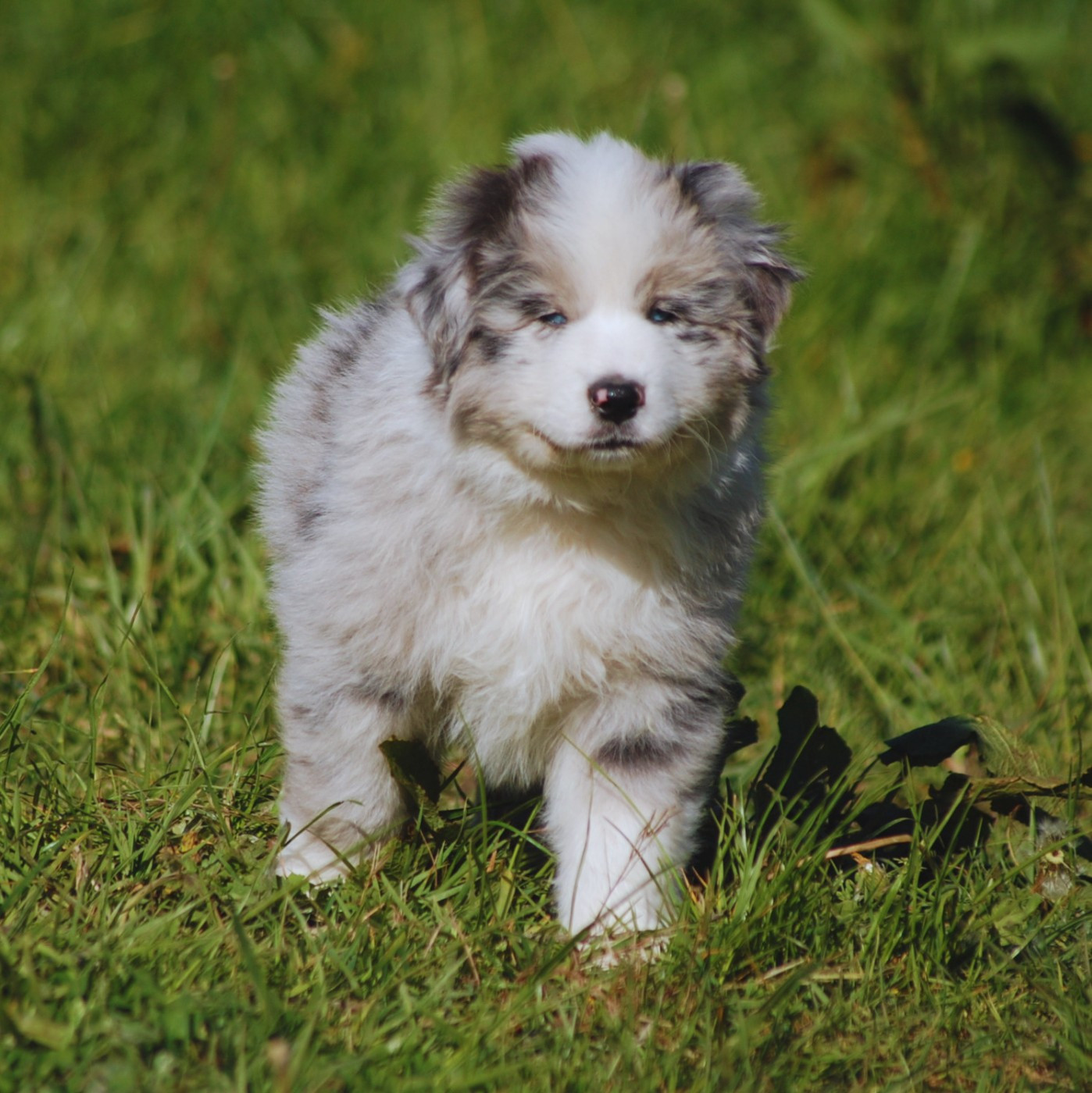 des plaines d'Alexoanne - Chiots disponibles - Berger Australien