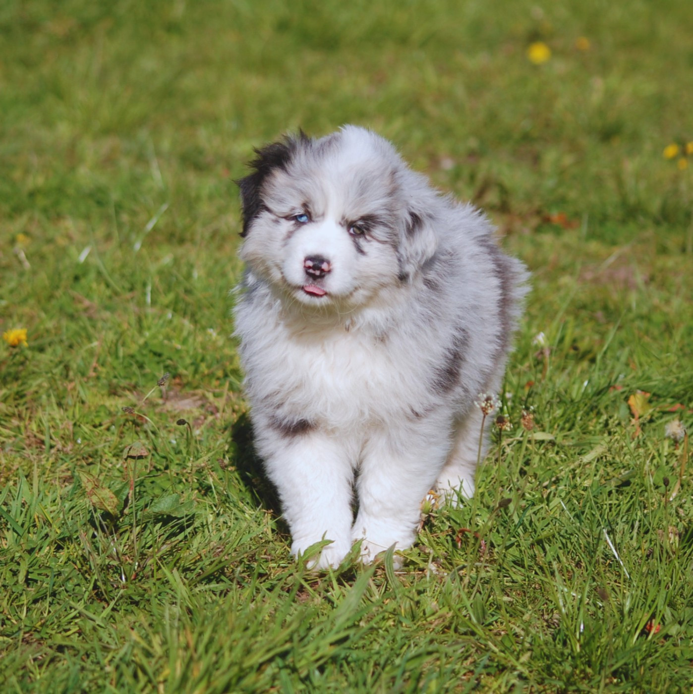 des plaines d'Alexoanne - Chiots disponibles - Berger Australien