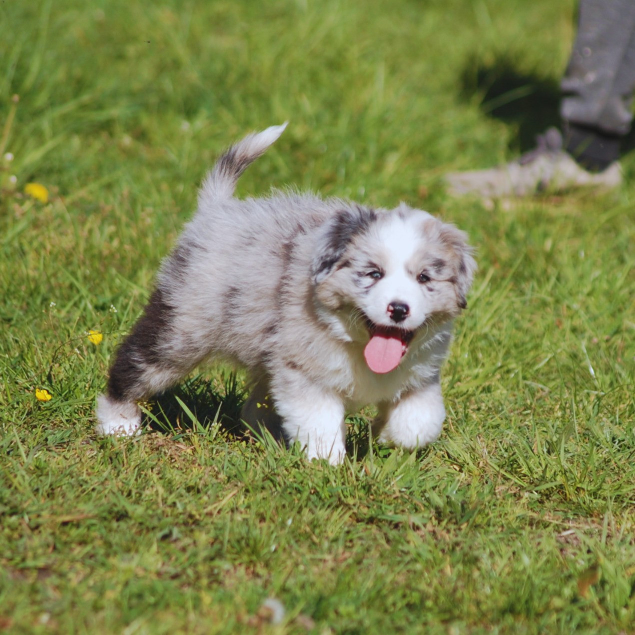 des plaines d'Alexoanne - Chiots disponibles - Berger Australien
