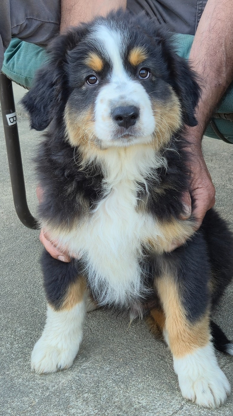 des plaines d'Alexoanne - Chiots disponibles - Berger Australien