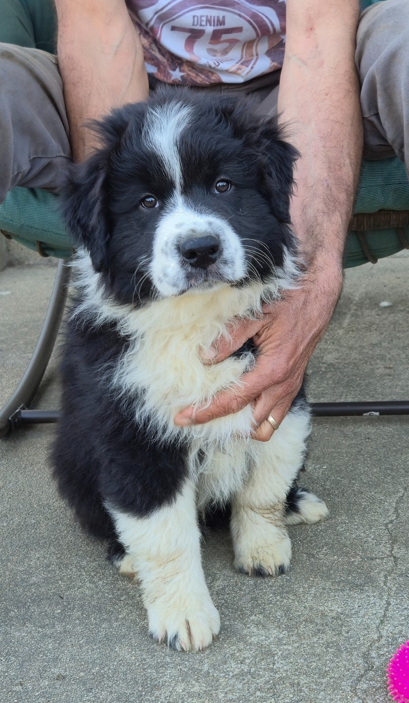 des plaines d'Alexoanne - Chiots disponibles - Berger Australien
