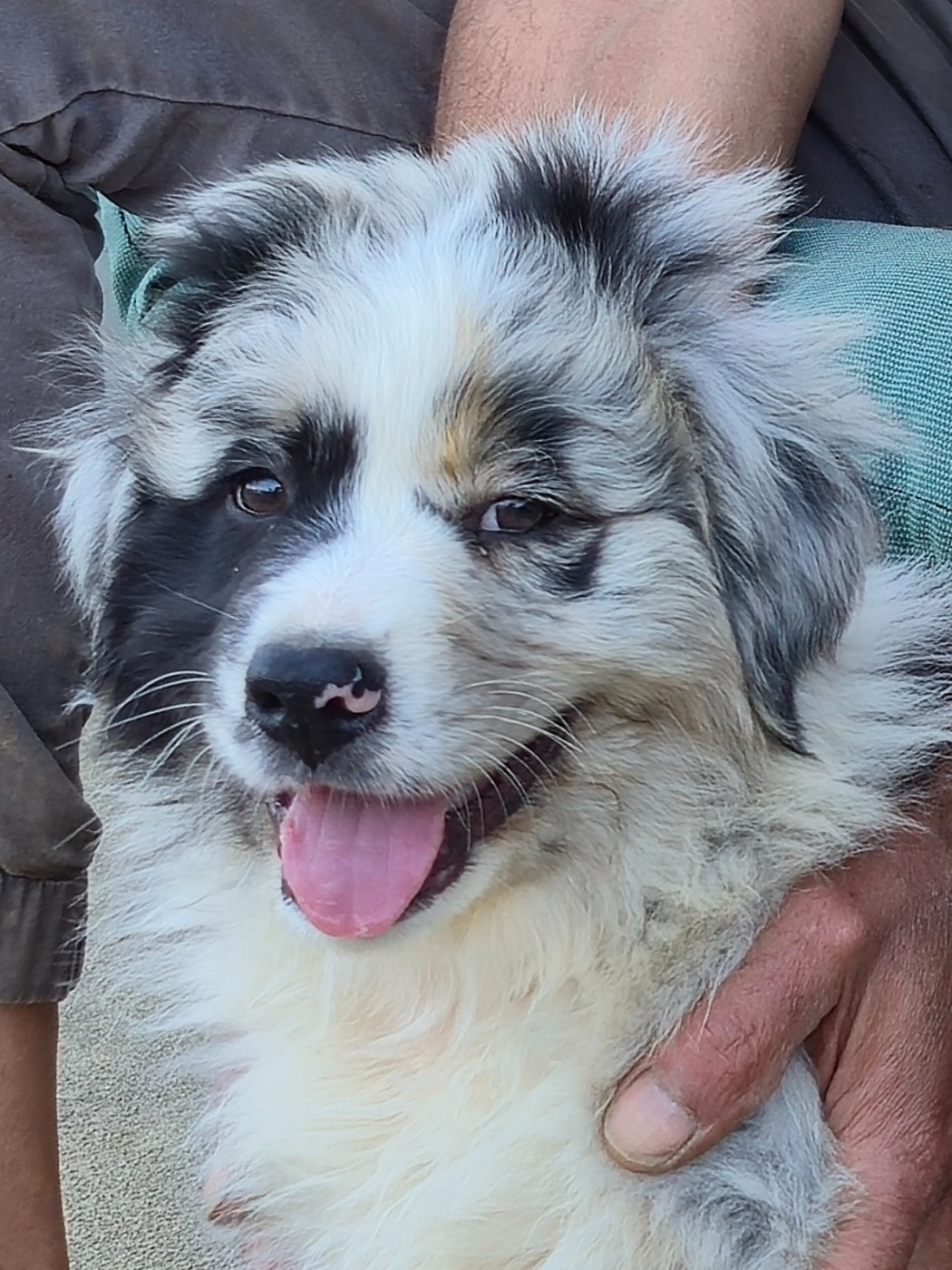 des plaines d'Alexoanne - Chiots disponibles - Berger Australien