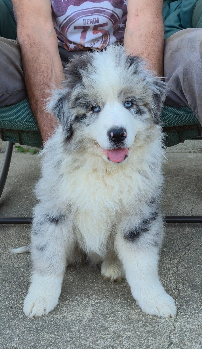 des plaines d'Alexoanne - Chiots disponibles - Berger Australien