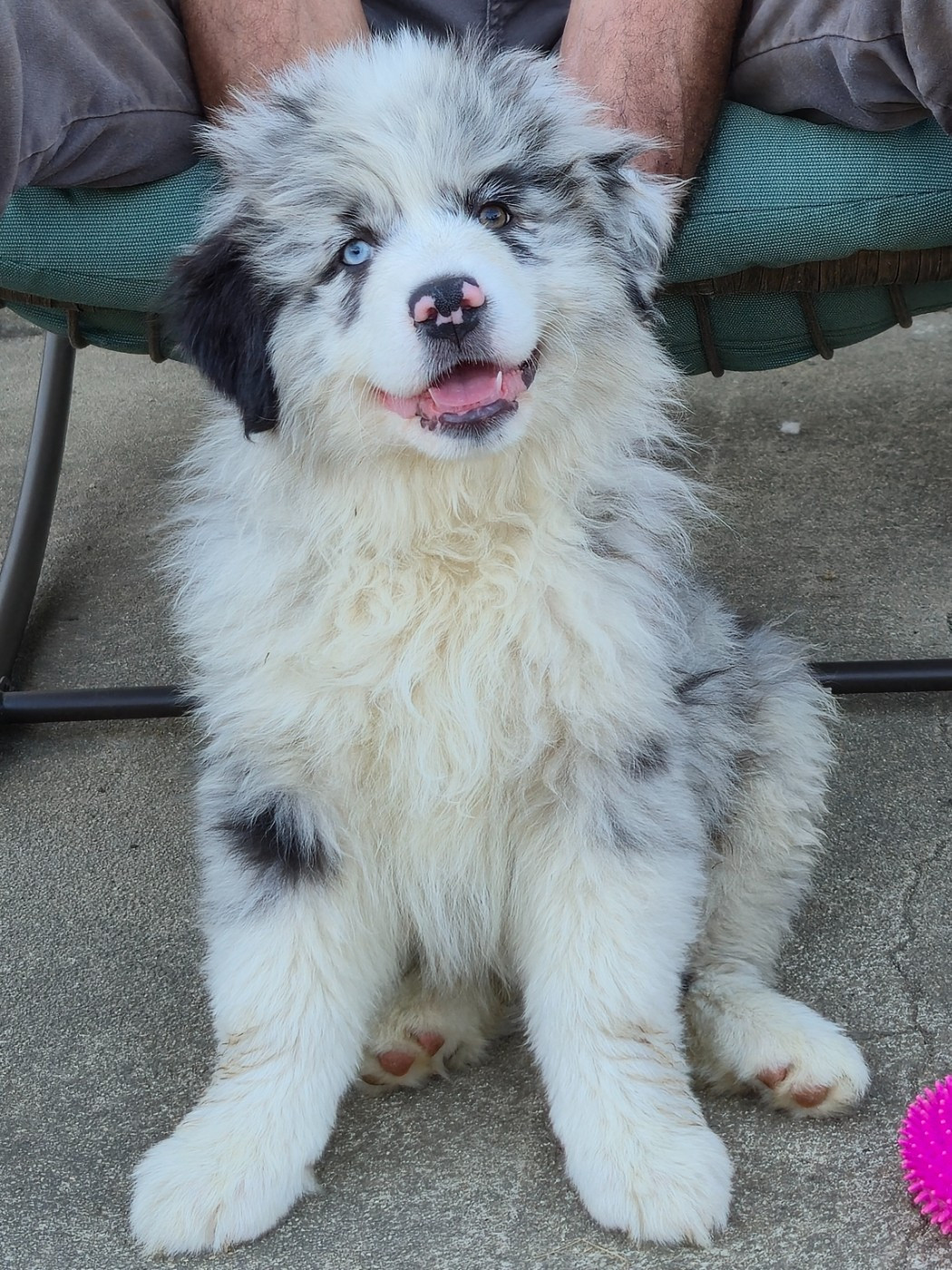 des plaines d'Alexoanne - Chiots disponibles - Berger Australien