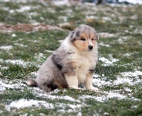 bleu merle